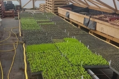 20210924-polytunnel